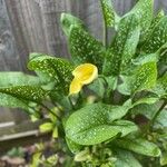 Zantedeschia albomaculata Blomst