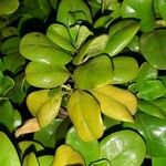 Coprosma repens Leaf