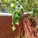 Betula pubescens Fruit