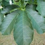 Tabebuia rosea Leaf