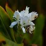 Hedychium coronarium Floare