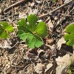 Sanguinaria canadensisBlad