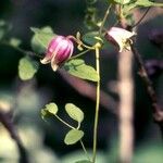 Clematis viorna Λουλούδι