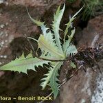 Babcockia platylepis Листок