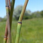 Equisetum ramosissimum Žievė