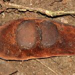 Gilbertiodendron unijugum Fruit