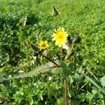 Sonchus oleraceus Fula