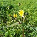 Sonchus oleraceus Fiore