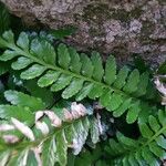 Asplenium marinum Leaf