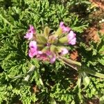 Pelargonium graveolensFlor