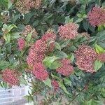 Viburnum rigidum Fleur