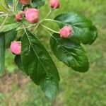 Malus coronaria Leaf