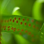 Phymatosorus scolopendria Leaf