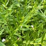 Gratiola officinalis Fuelha