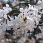Osmanthus delavayi Virág