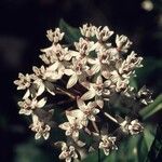 Asclepias texana