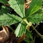 Potentilla pedata Leaf