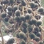 Brahea edulis Fruit