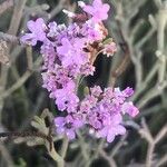 Limonium tuberculatum Flower