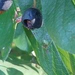 Cotoneaster acutifolius Fruit