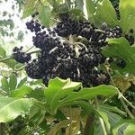 Fatsia japonicaFruit