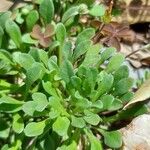 Bellium bellidioides Leaf