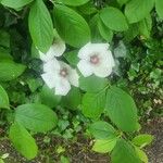 Stewartia malacodendron Flower