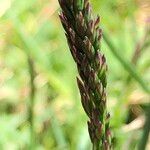 Poa cenisia Fruchs