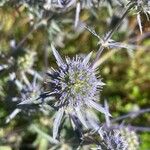 Eryngium planum Kvet