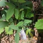 Clitoria mariana Leaf