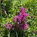 Pedicularis verticillataKukka