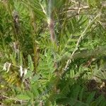 Oxytropis pilosa Blatt