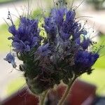 Phacelia tanacetifoliaFlower