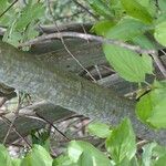 Salix aurita خشب