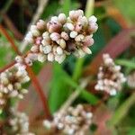 Persicaria maculosa Цвят