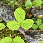 Rubus hispidusHostoa