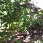 Swietenia macrophylla Leaf