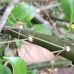 Leuenbergeria quisqueyana Other