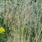 Stipa pennata 果