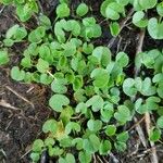Dichondra repens Hoja
