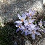 Crocus corsicus Flower