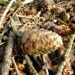 Larix kaempferi Плод