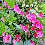 Rhododendron ferrugineum Blodyn