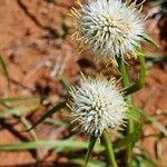 Cyperus niveus Λουλούδι
