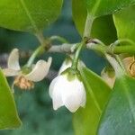 Cleyera japonica 花