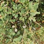 Quercus rotundifolia Leaf