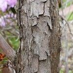 Rhododendron siderophyllum Bark