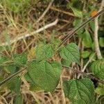 Tithonia rotundifolia Листок