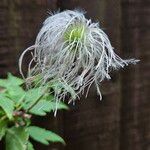 Clematis alpina Fruit