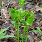 Lithospermum latifolium برگ